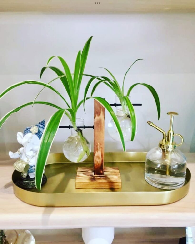 spider plant in water