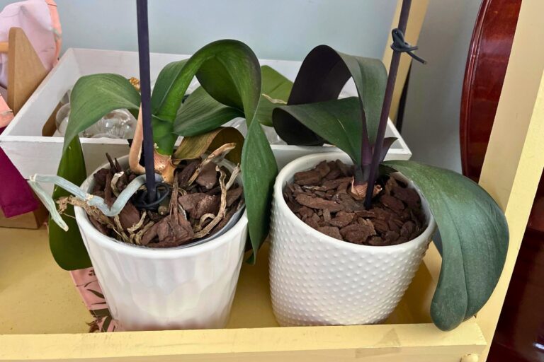 stress in Phalaenopsis Orchid