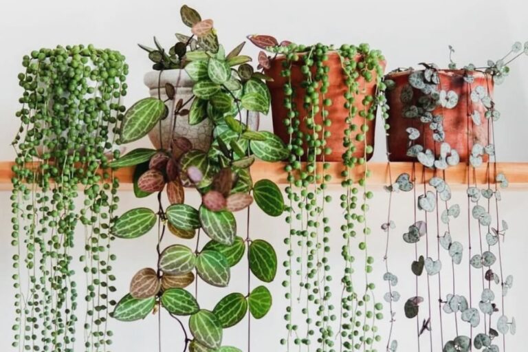 10 Stylish Trailing Plants for Budget-Conscious Indoor Decor
