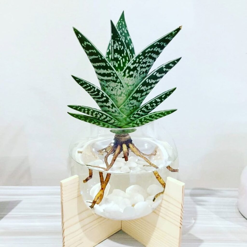 succulent in water