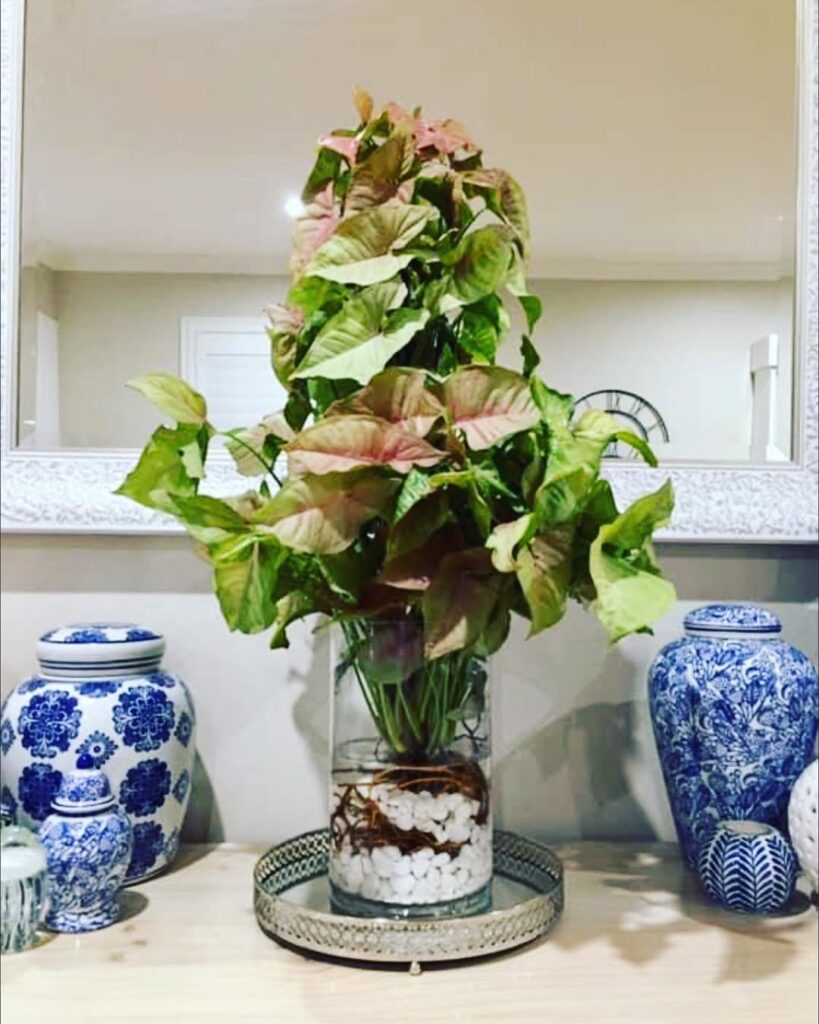 syngonium in water