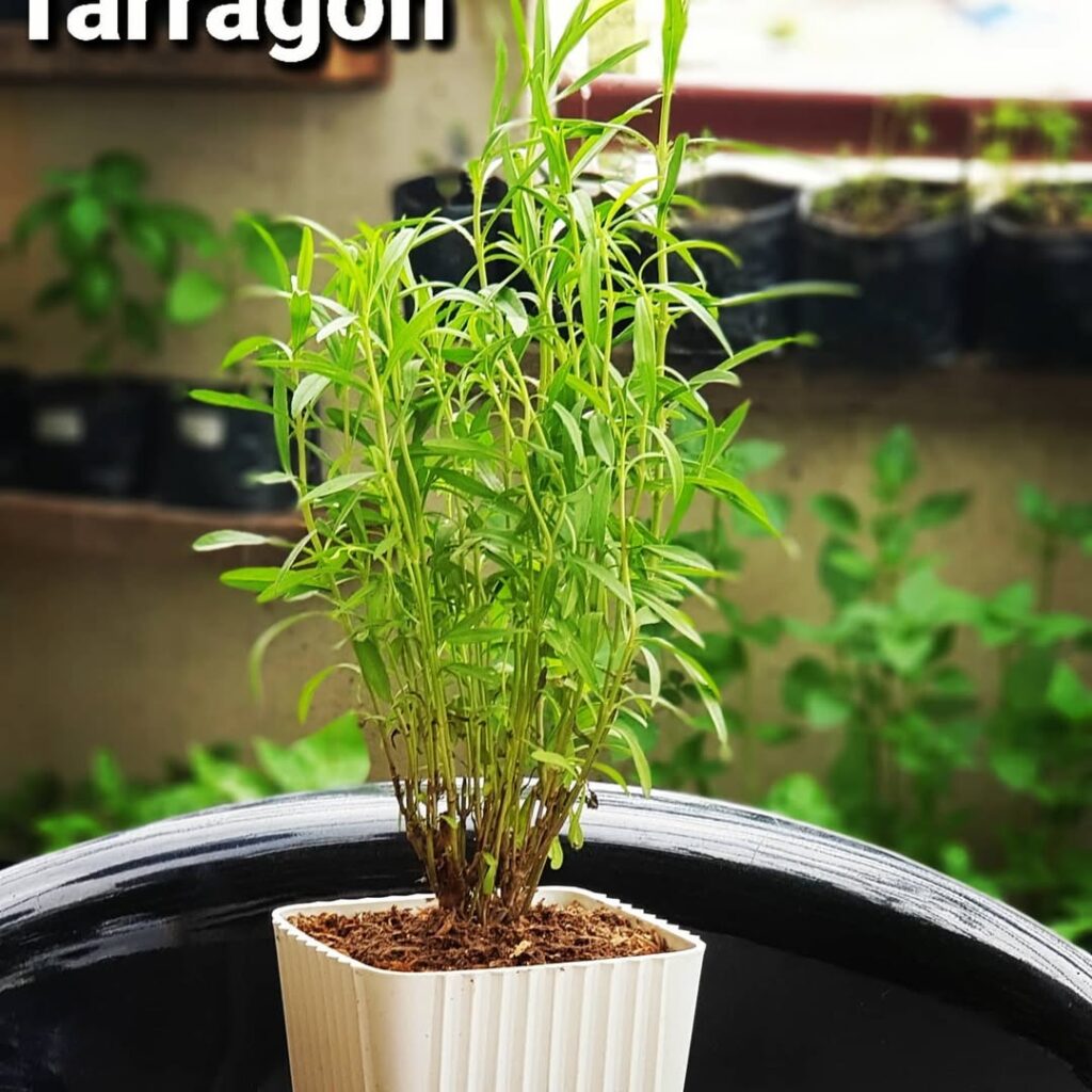 tarragon