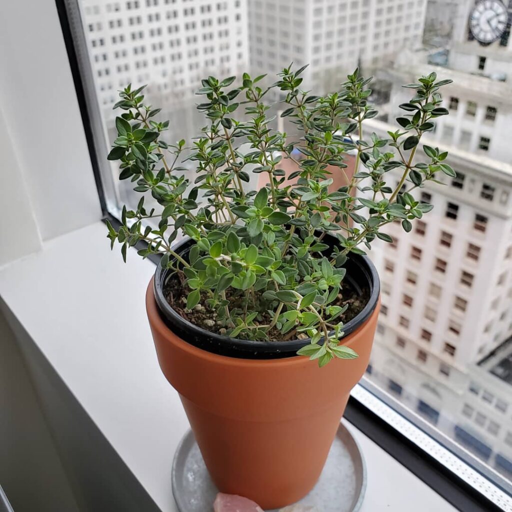 thyme