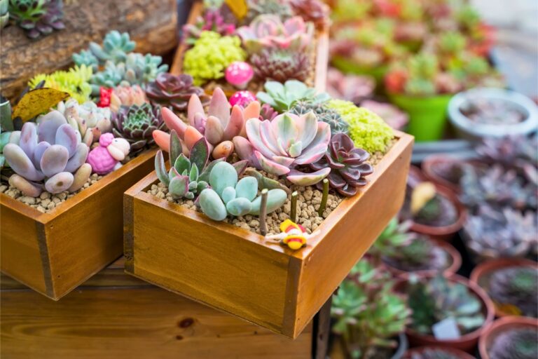 15 Tiny Succulents That Fit Anywhere