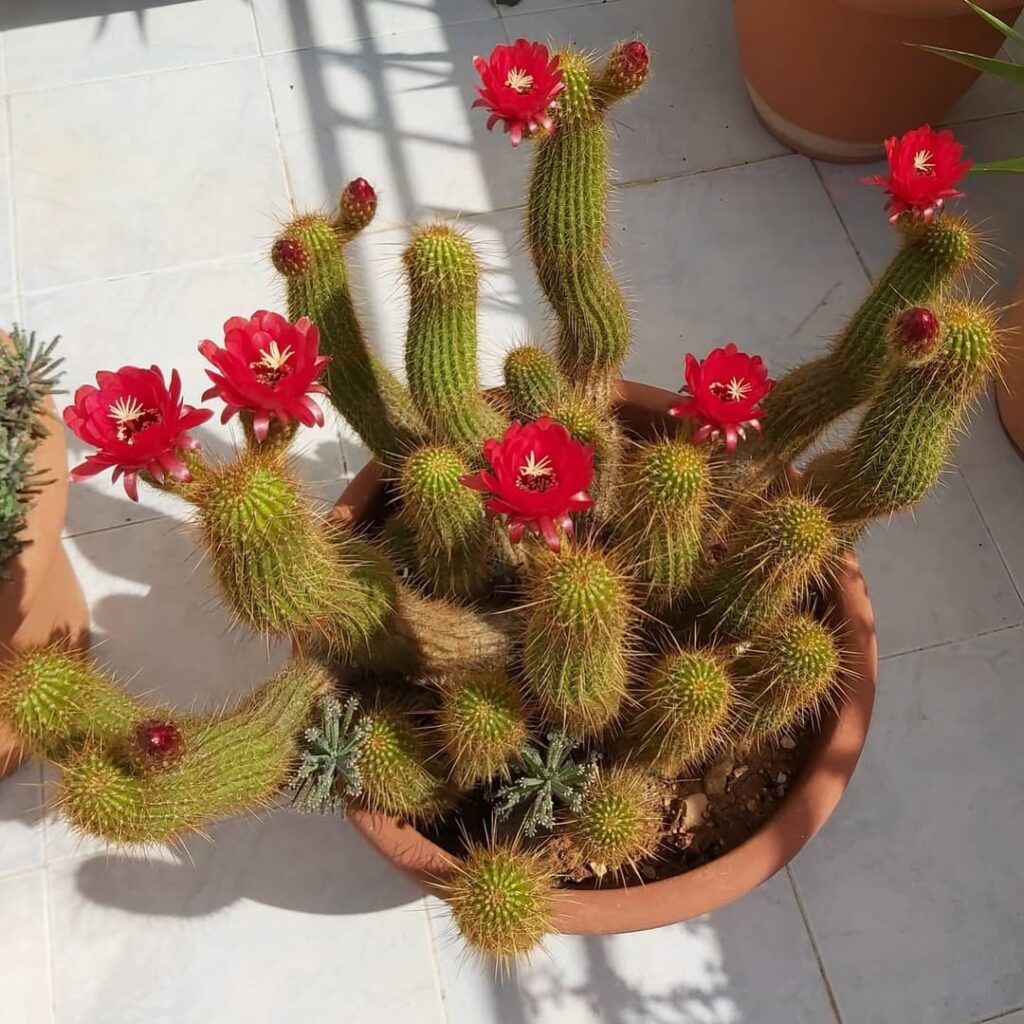 torch cactus