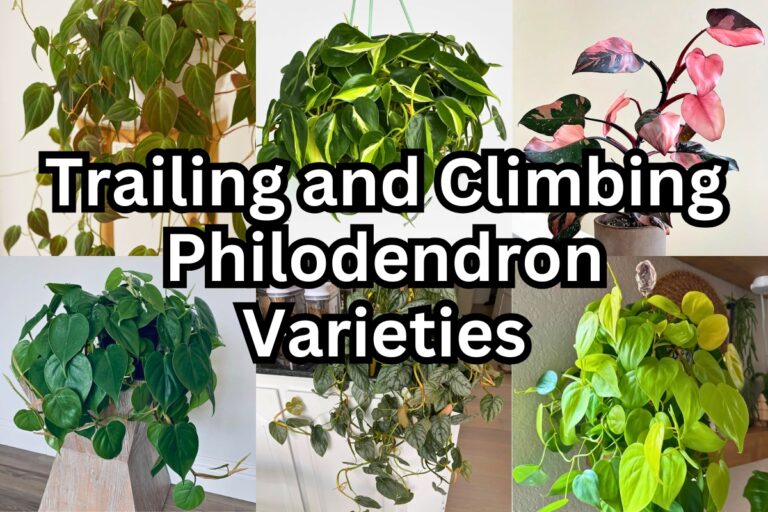 15 Popular Climbing and Trailing Philodendron Varieties