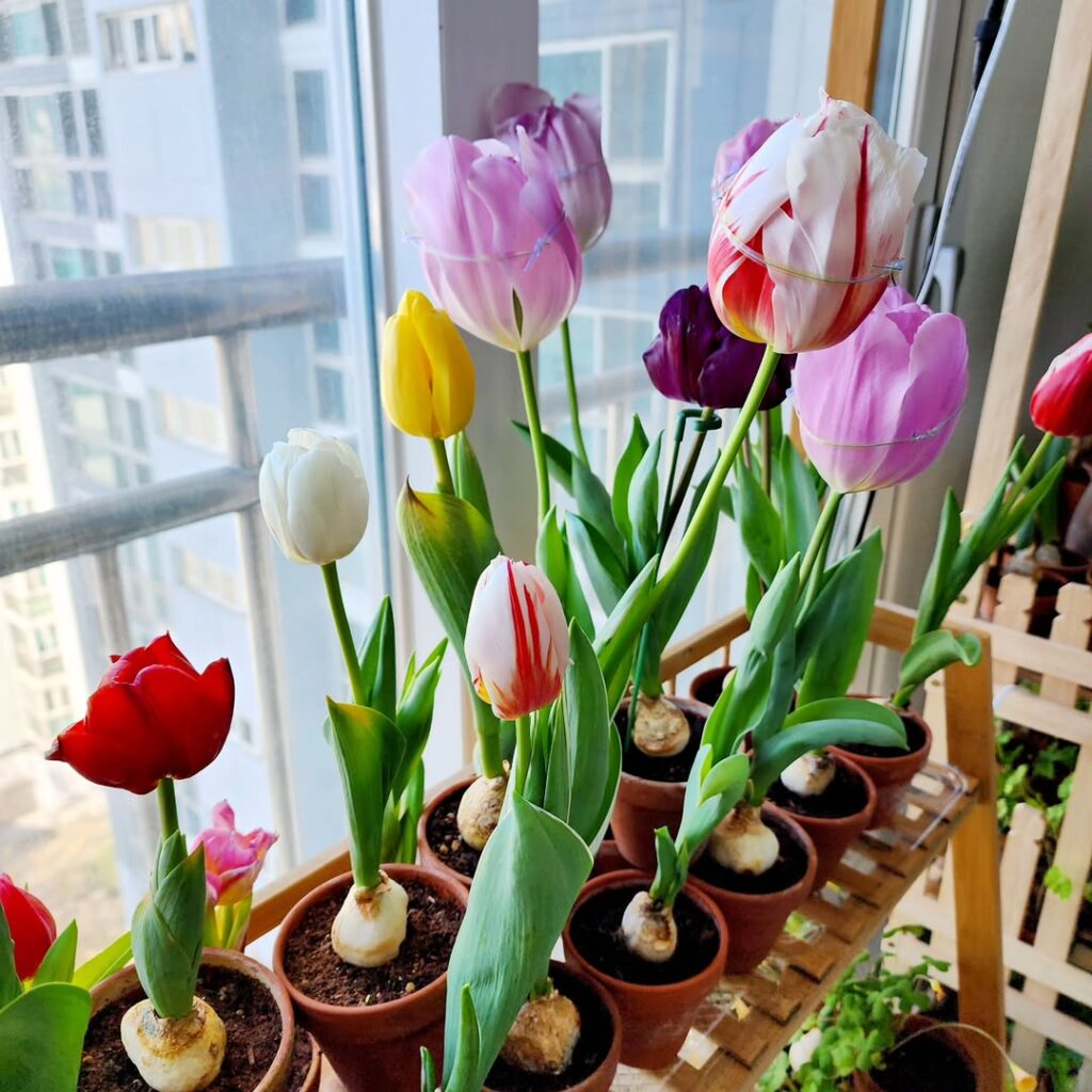 tulips flowers indoors