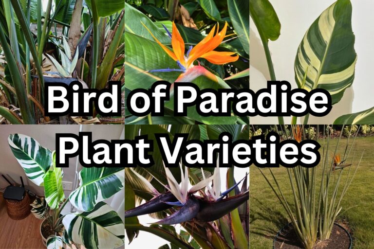 9 Types of Bird of Paradise Plants