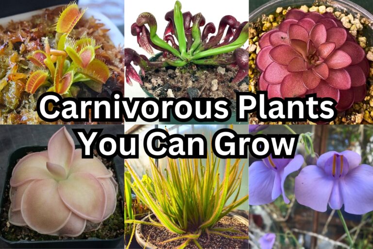 25 Incredible Carnivorous Plants You Can Grow
