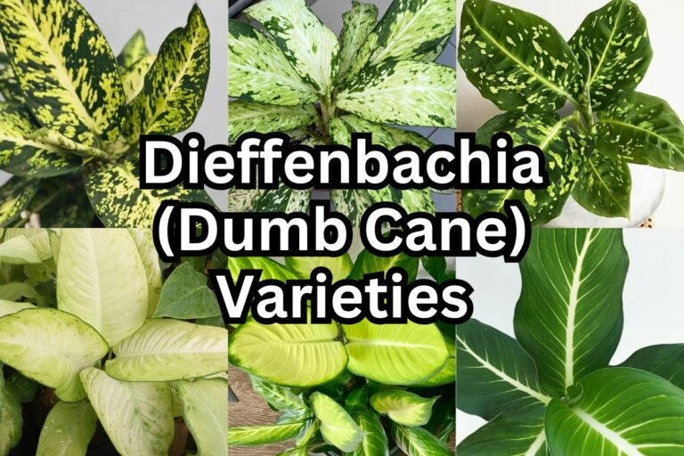 44 Stunning Dieffenbachia Varieties You Need to Know