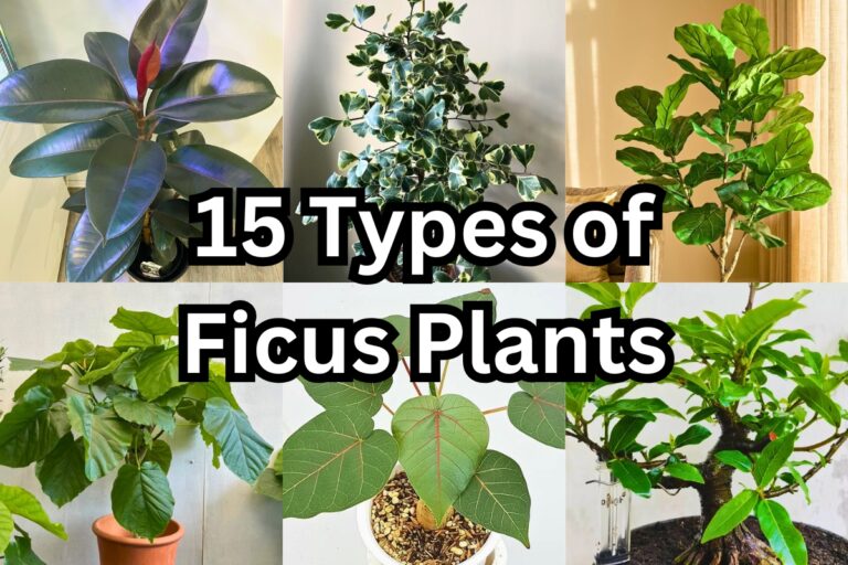 15 Top Ficus Tree Varieties for Your Home