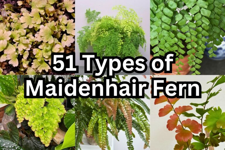 51 Types of Maidenhair Ferns (Adiantum) and Their Unique Traits