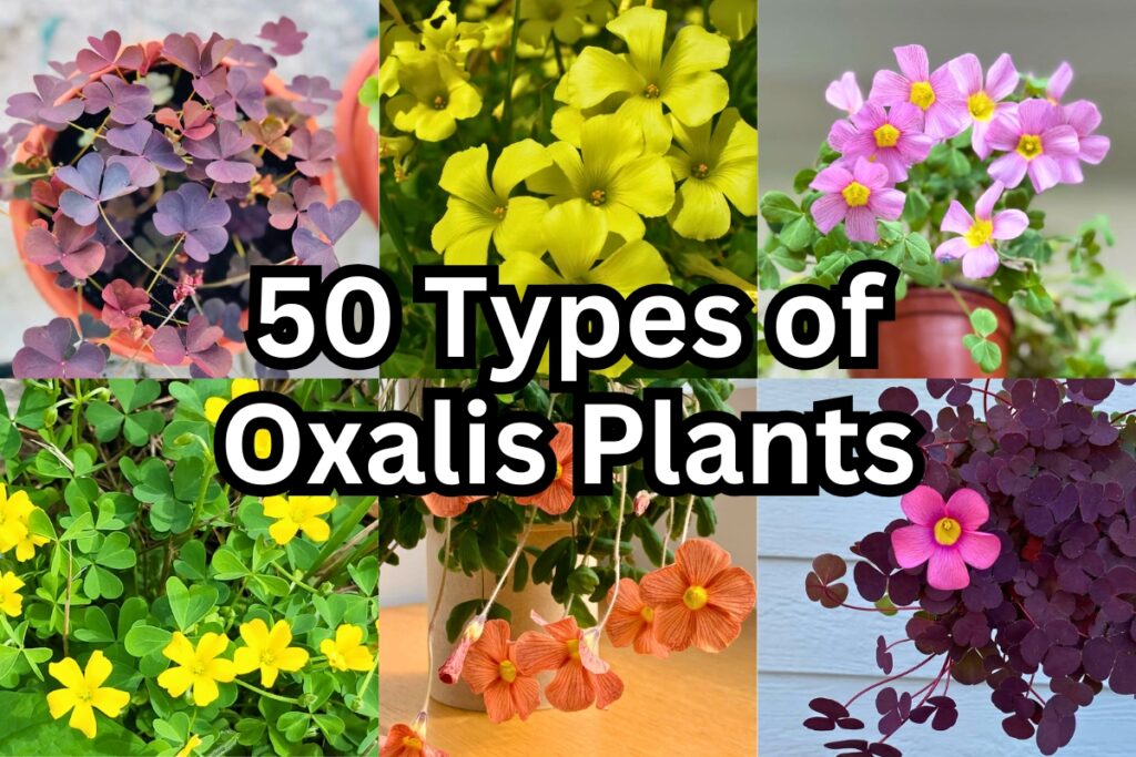 types of oxalis plants