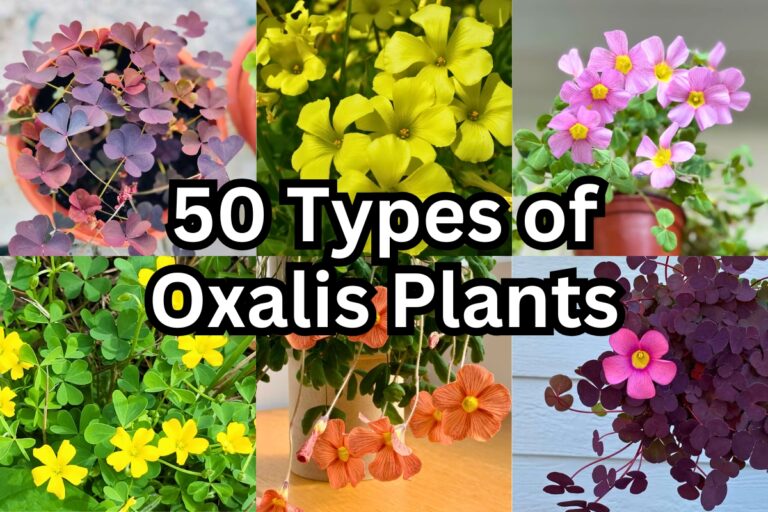 50 Stunning Oxalis Varieties to Brighten Your Garden
