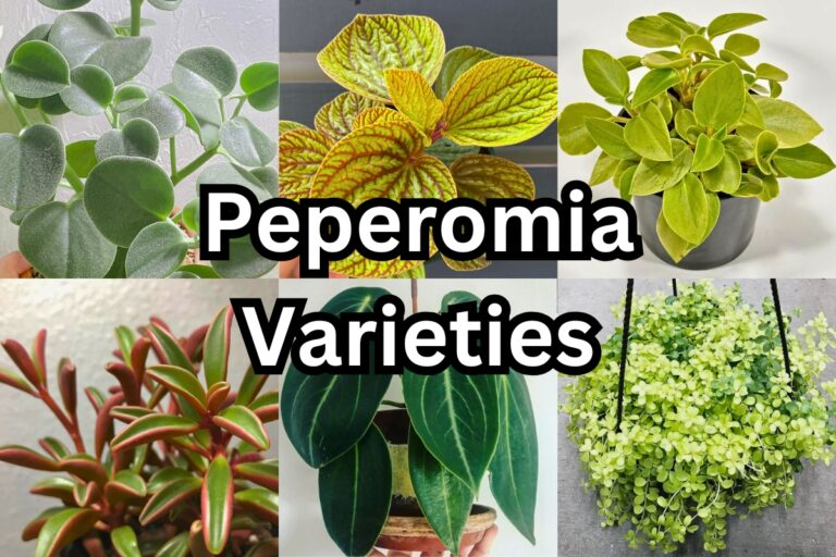 50 Beautiful Peperomia Varieties for Indoors