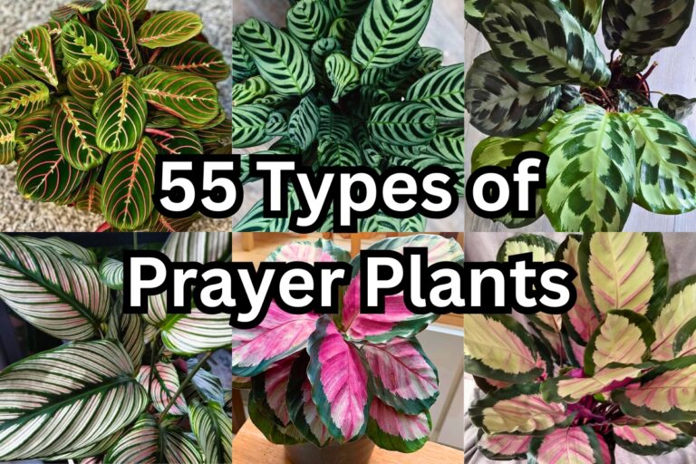types of prayer plants