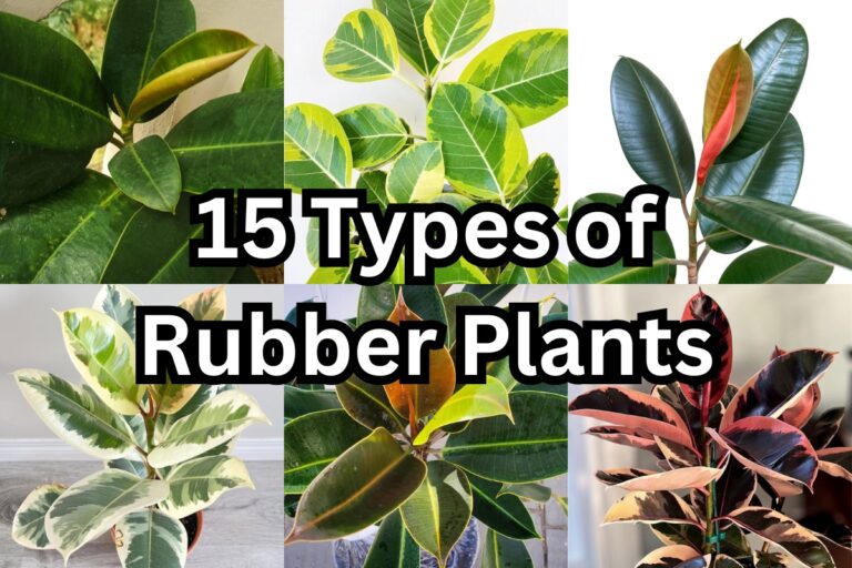 types of rubber plants