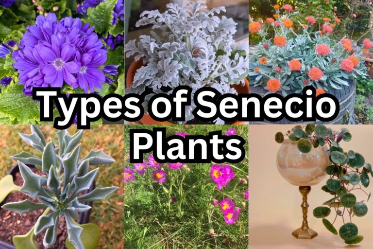 80 Beautiful Senecio Plants With Names and Pictures