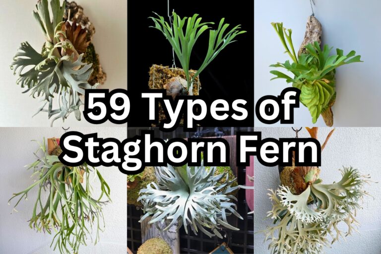59 Types of Staghorn Ferns and Their Care (Ultimate Guide)