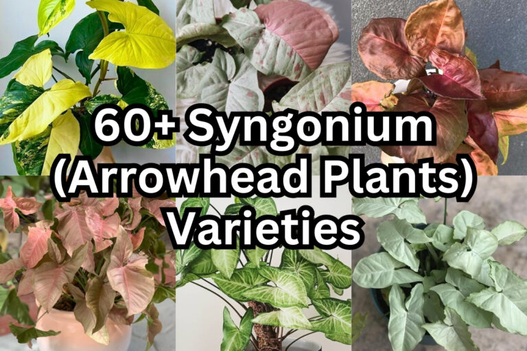 60 Syngonium Varieties (Arrowhead Plants) With Names and Pictures