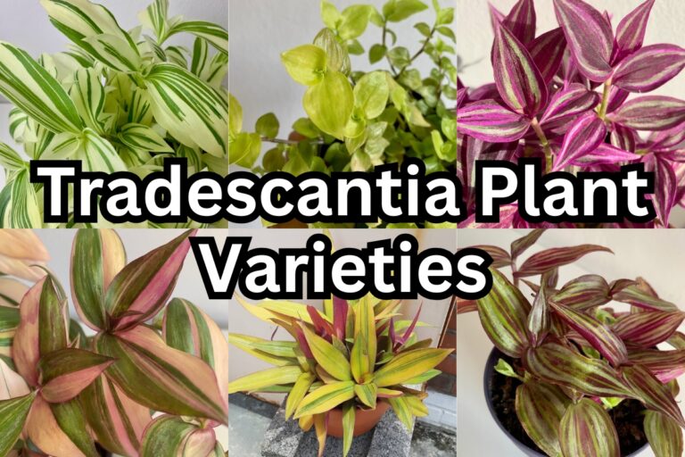 60 Stunning Tradescantia Plants With Names and Pictures