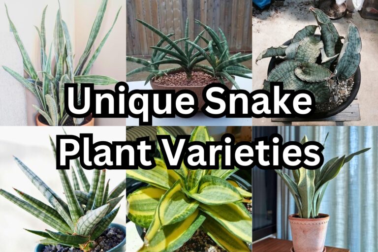 15 Snake Plant Varieties That Stand Out