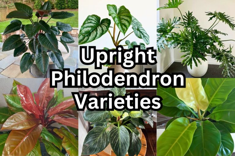 15 Best Upright Philodendron Varieties That Need No Support