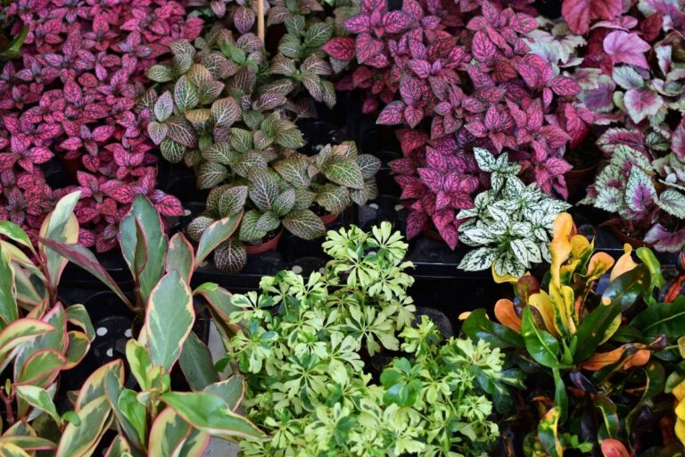 15 Houseplants With Beautiful Variegated Leaves
