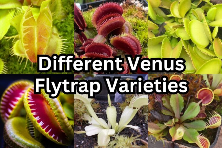 33 Amazing Venus Flytrap Varieties and How to Care for Them