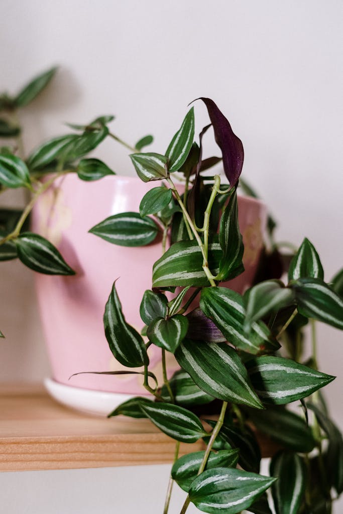 Vibrant Tradescantia plant in a pastel pink pot on a wooden shelf indoors.