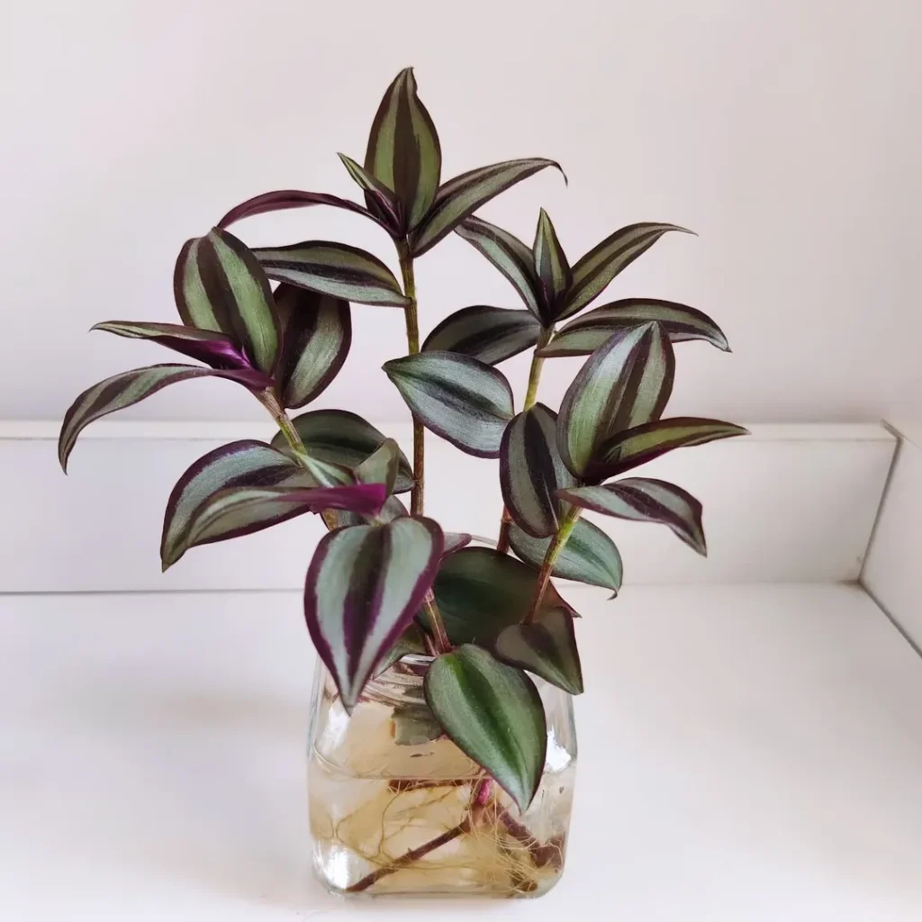 wandering jew in water