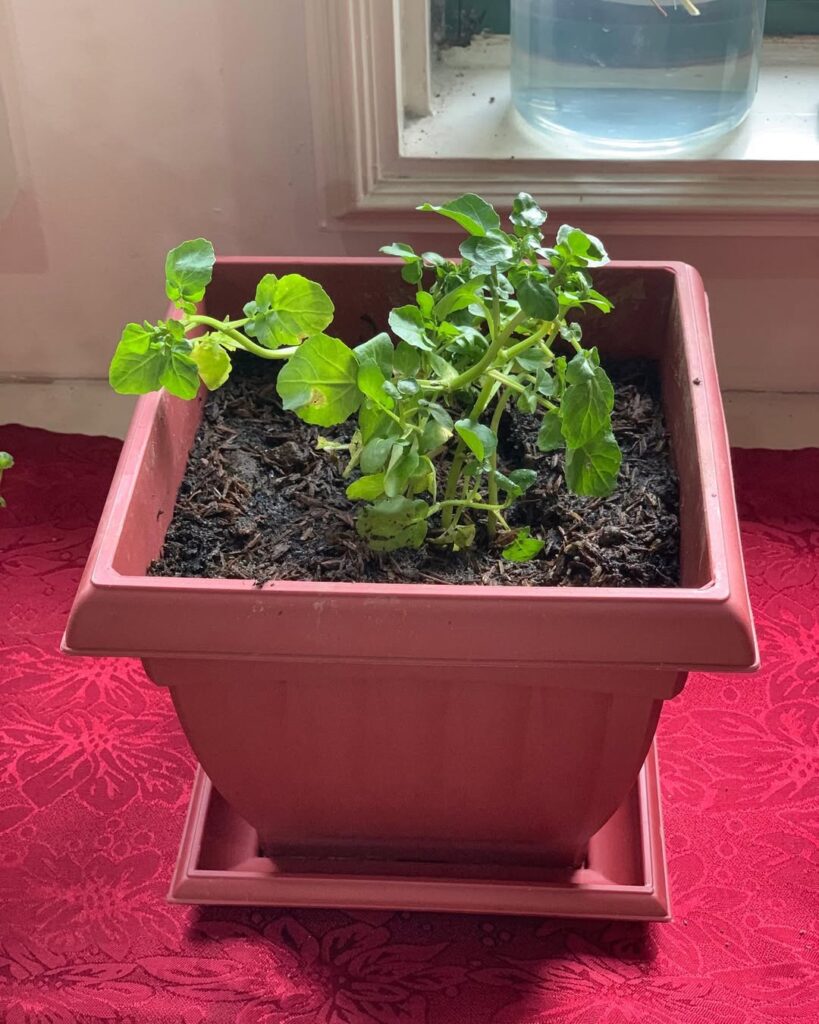 watercress