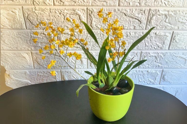 watering guide for oncidium orchid