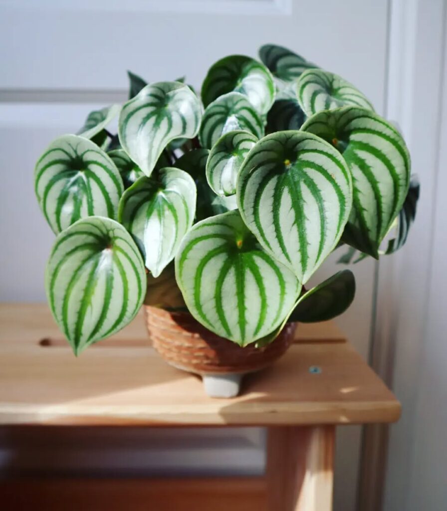 watermelon peperomia