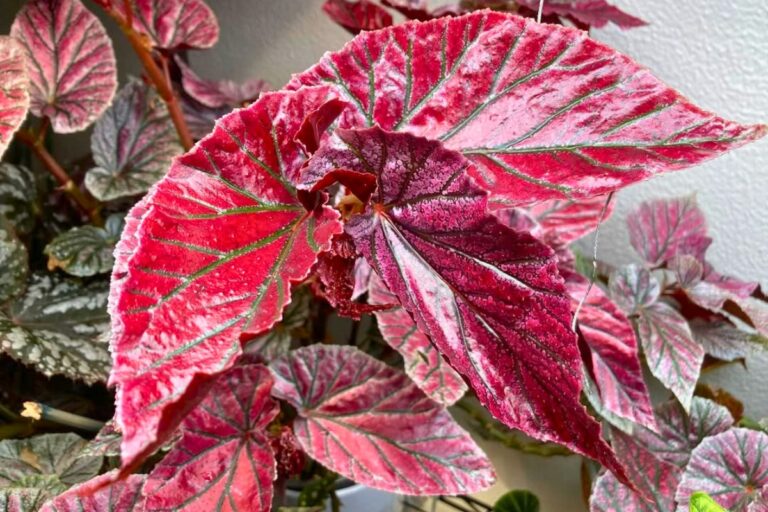 15 Houseplants With Wild & Wacky Leaves