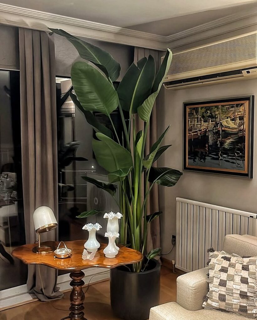 white bird of paradise
