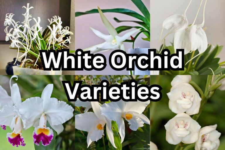 white orchids