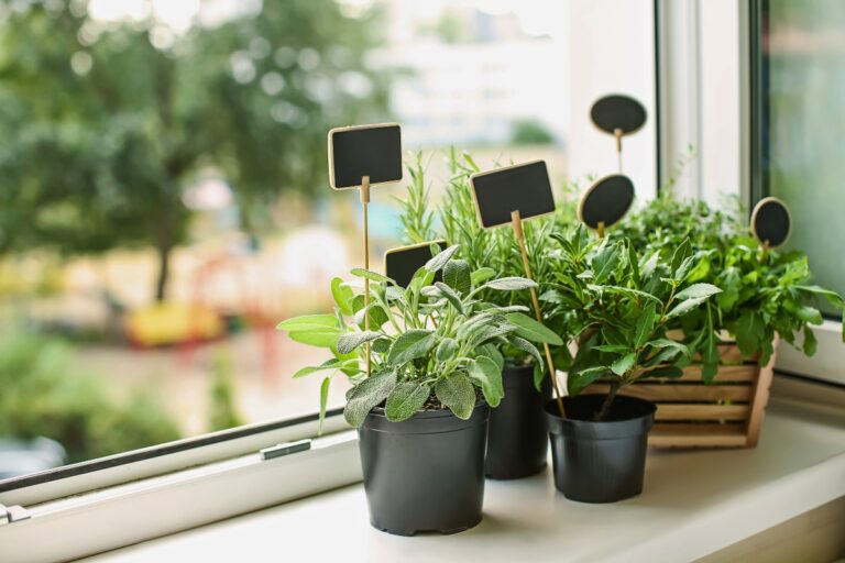 15 Herbs That Grow Super Fast on Your Windowsill