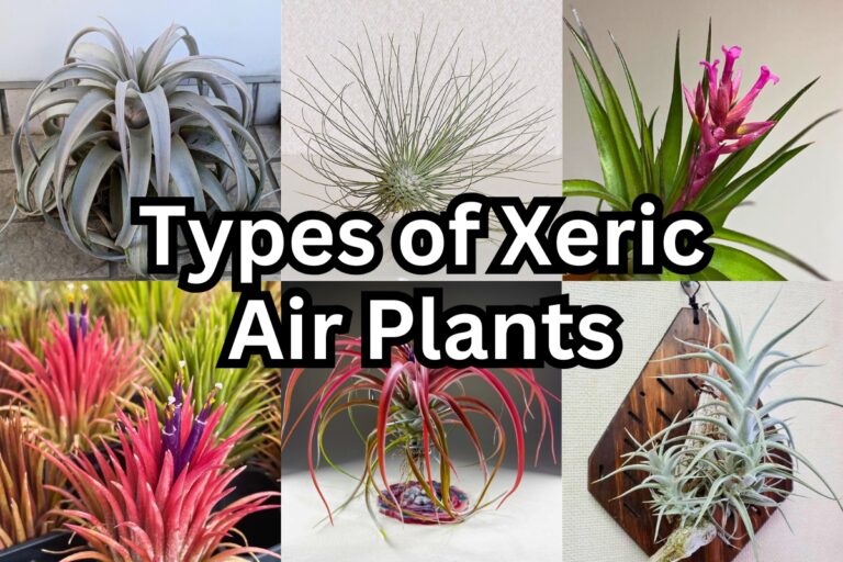50 Xeric Air Plants That Thrive Without Soil & Water