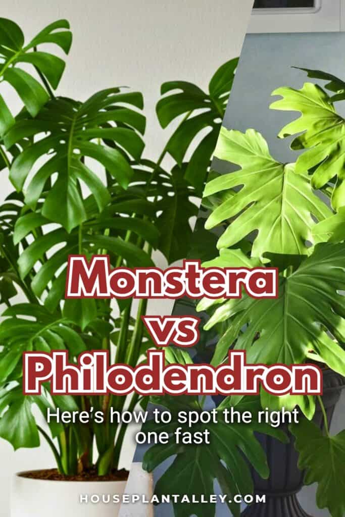 0331 Monstera vs. Philodendron Care Plant Decor Leaf Shape Indoor Light Pot Comparison