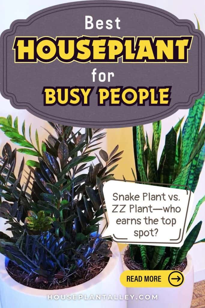 0332 Snake Plant vs. ZZ Plant Which Low Maintenance Houseplant Is Best for Your Home Decor