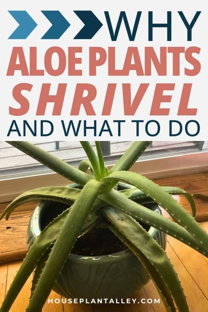 0334 Why Aloe Vera Leaves Shrivel—Signs Your Plant Needs Help