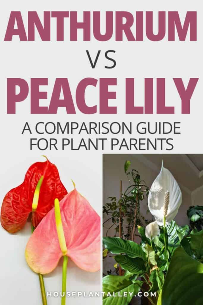 0335e Anthurium vs. Peace Lily—Which Indoor Plant Is Easier to Grow