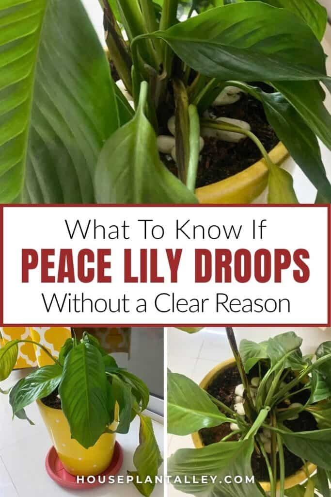 0366e Peace Lily Problems How to Revive a Droopy Peace Lily Plant Fast