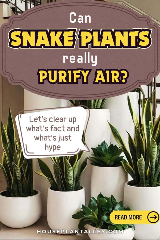 0372 Do Snake Plants Purify Air Truth About Sansevieria Trifasciata Benefits in Bedrooms Living Rooms