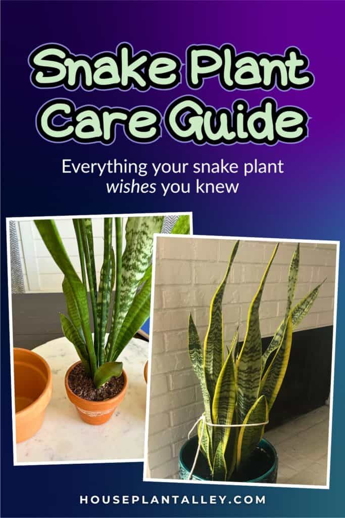 0374c Snake Plant Care Guide Watering Soil Light Tips for Sansevieria Indoor Bathroom Decor