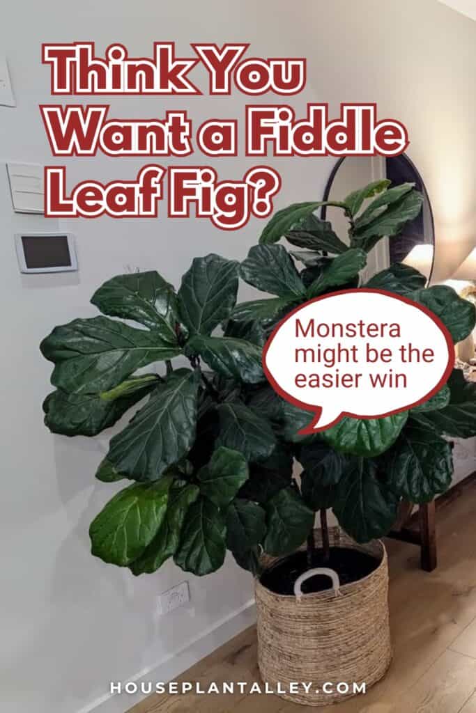 0376 Fiddle Leaf Fig vs. Monstera Deliciosa Which Indoor Plant Suits Your Living Room Better 1