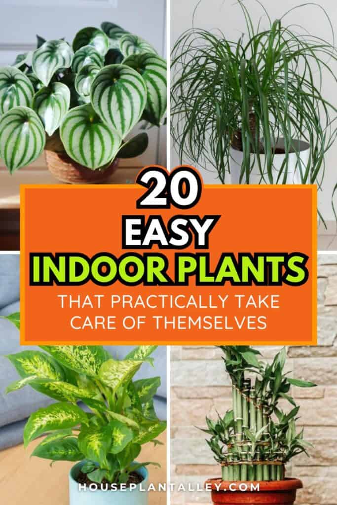 0431 The 20 Best Low Maintenance Indoor Plants for Effortless Greenery