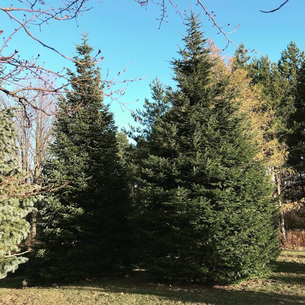 Abies grandis