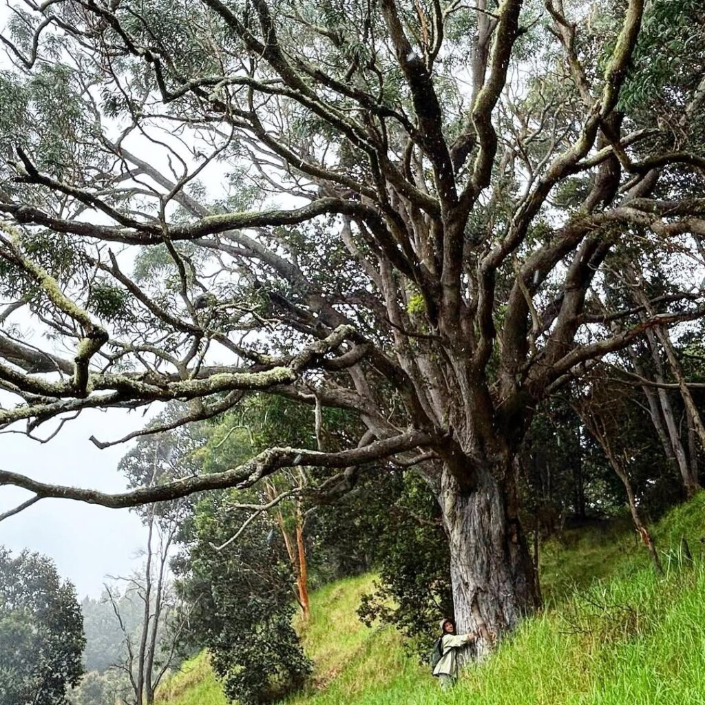 Acacia Koa
